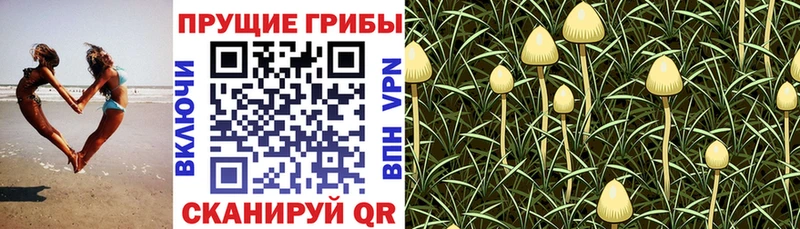 Псилоцибиновые грибы GOLDEN TEACHER  купить наркотики цена  Арамиль 